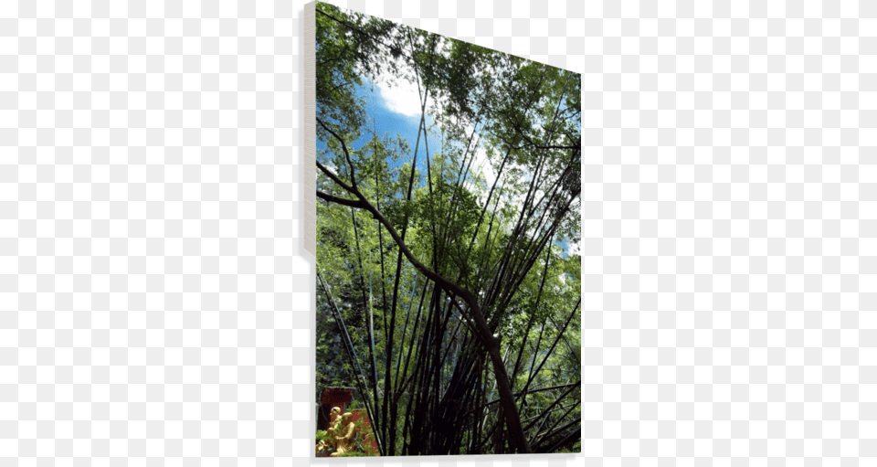 Bamboo Tree Canvas Print Pond Pine, Woodland, Plant, Vegetation, Outdoors Free Png