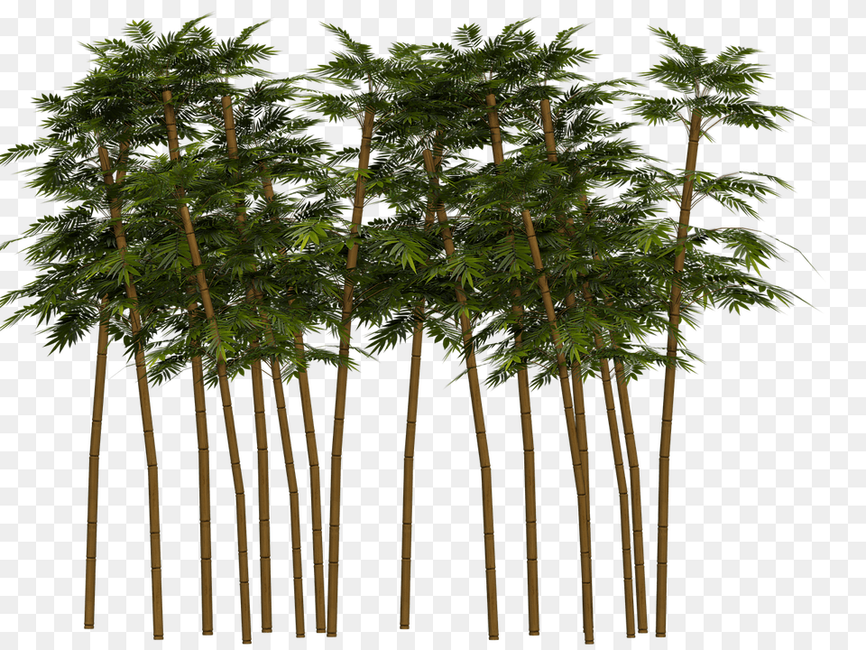 Bamboo Tree Chinese Bamboo Tree, Plant, Palm Tree, Vegetation Png Image