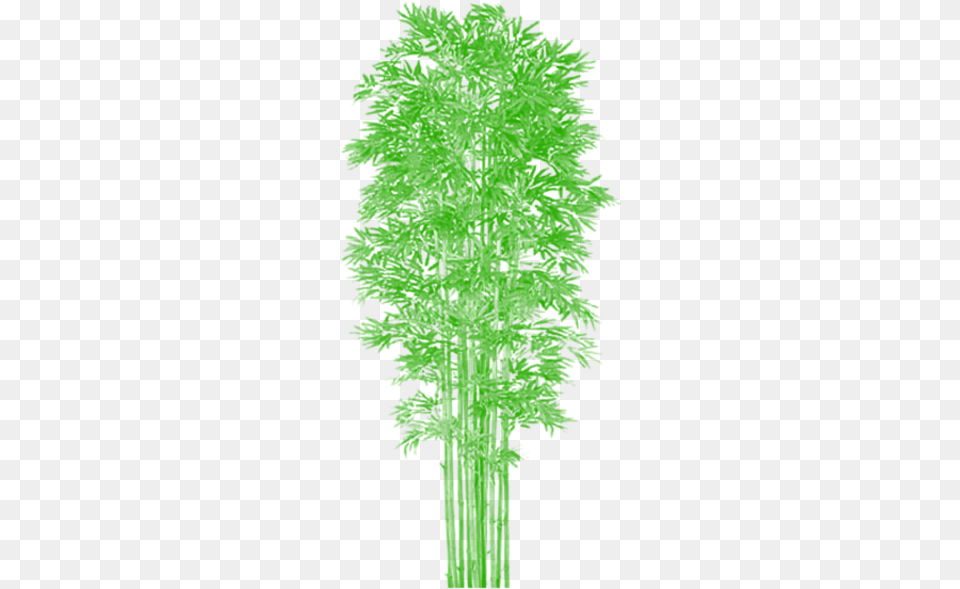 Bamboo Tree Clipart Clip Art Royalty Bamboo Tree Vector Bamboo Tree Psd Plan, Green, Vegetation, Plant, Person Png
