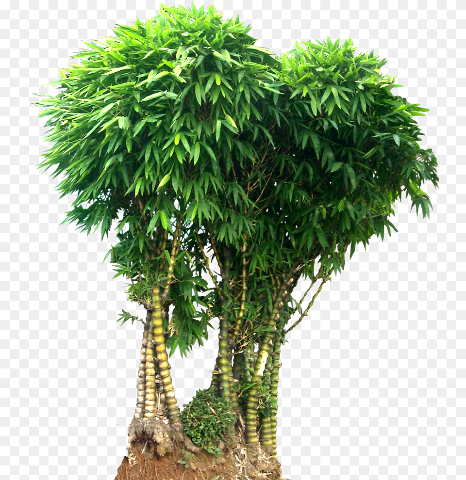 Bamboo Tree Images Bamboo Tree, Plant, Green, Palm Tree, Leaf Free Png Download