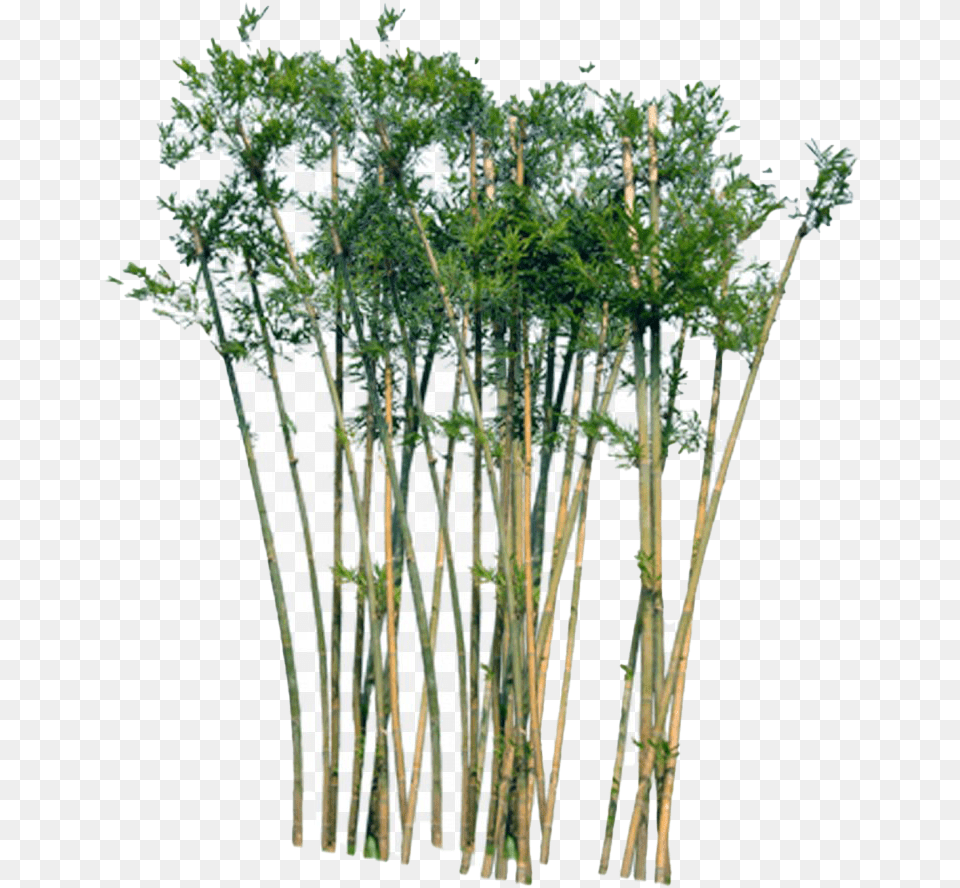 Bamboo Tree In Section, Plant Free Transparent Png