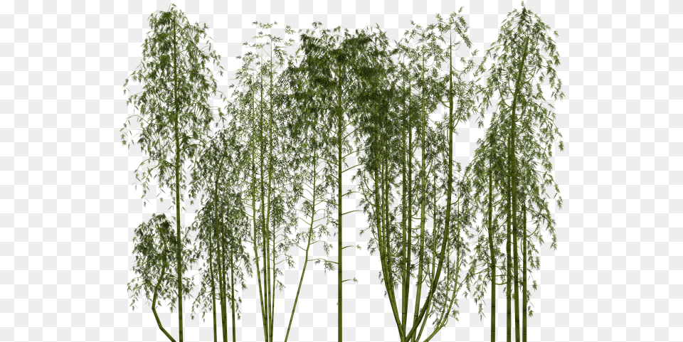Bamboo Tree Plant Exotic Bamboo, Vegetation Free Png