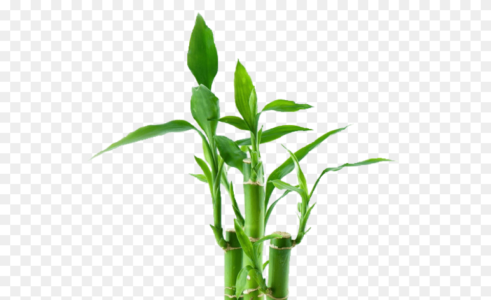 Bamboo Tree Plant Exotic Bamboo Tree Transparent Free Png