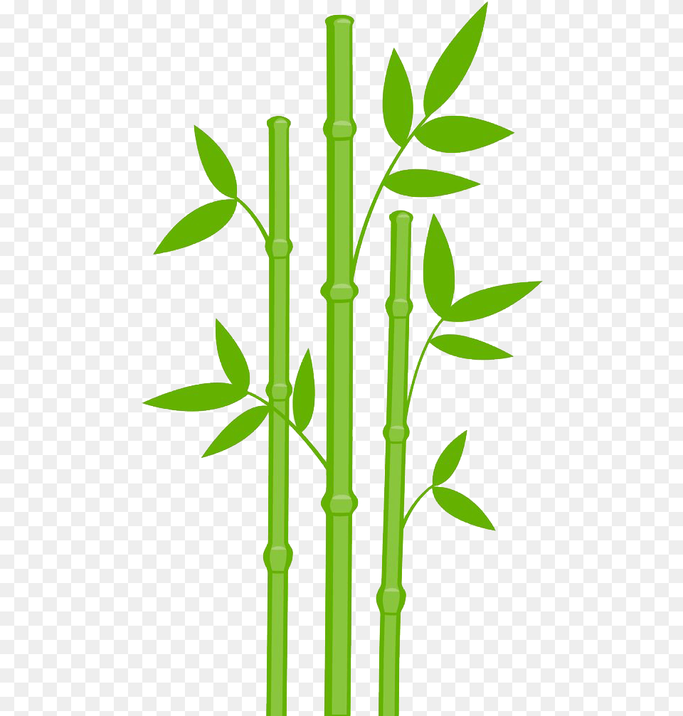 Bamboo Tree Plant Exotic Transparent Bamboo Clipart Png Image
