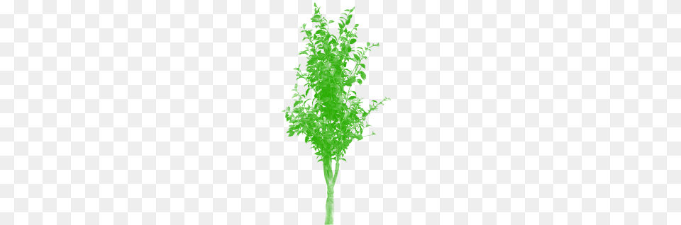 Bamboo Tree Portable Network Graphics, Green, Leaf, Moss, Plant Free Png