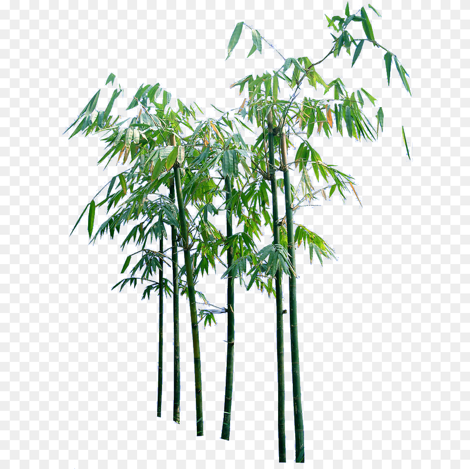 Bamboo Trees, Plant, Tree, Leaf, Outdoors Free Transparent Png