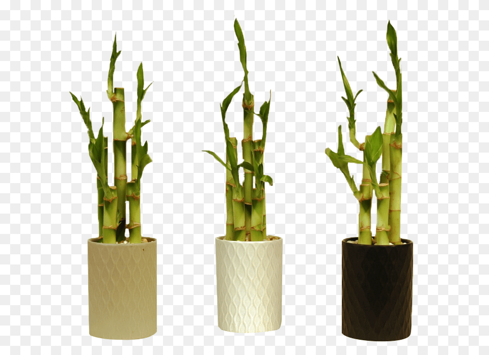 Bamboo Trees Bamboo, Plant, Potted Plant, Jar, Planter Free Png