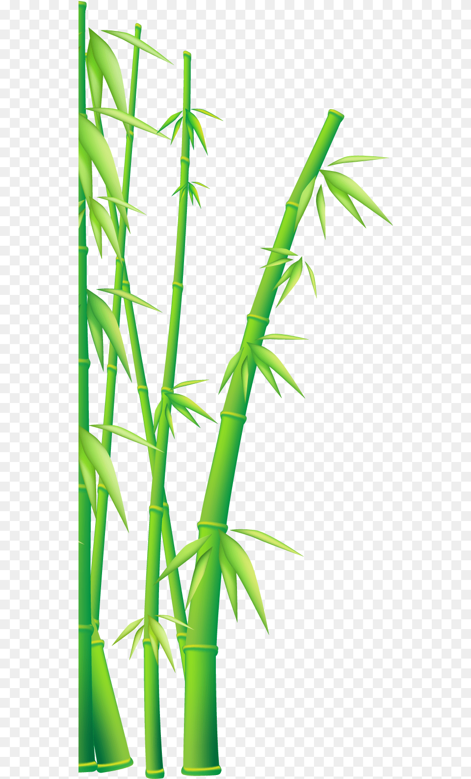Bamboo Vector Clipart Download Kung Fu Panda Bamboo, Plant Png