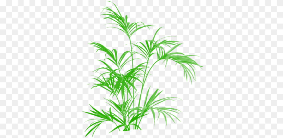 Bamboo Vector Grass Vector Plant Tree Transparent, Leaf, Green, Conifer, Food Free Png Download