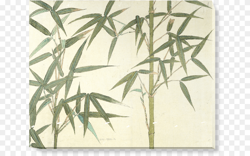 Bamboo Wallpaper Uk, Plant Png