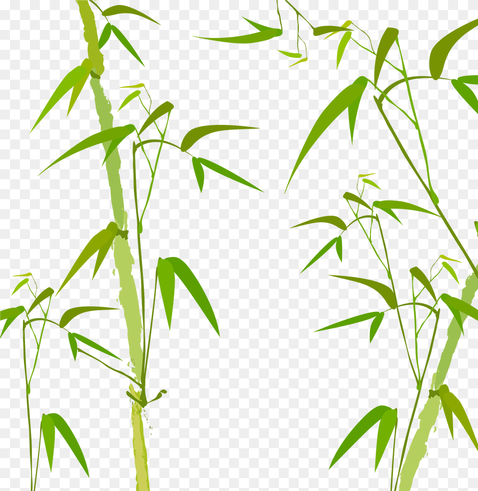 Bamboo Watercolor Painting Watercolor Bamboo Painting, Plant, Leaf, Tree Free Png