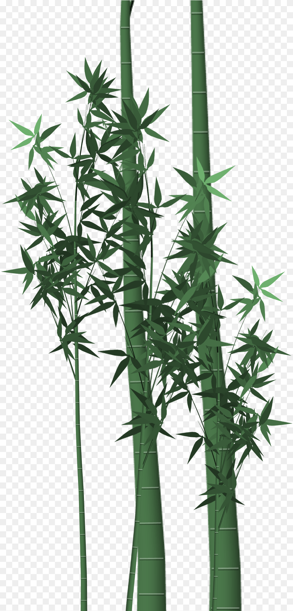 Bamboo With Leaves In A Graphic Representation Plant Free Transparent Png