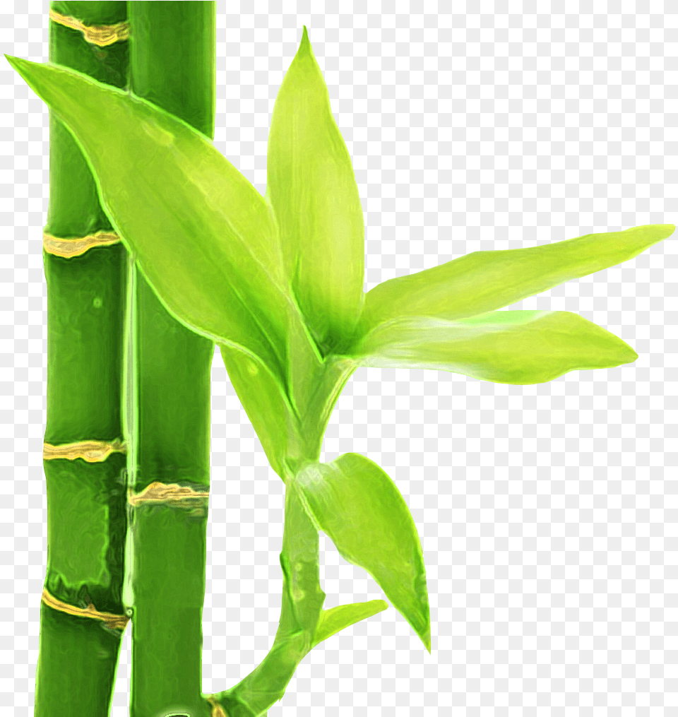 Bambu 3 Flor De Bambu, Plant, Bamboo, Leaf Free Png Download