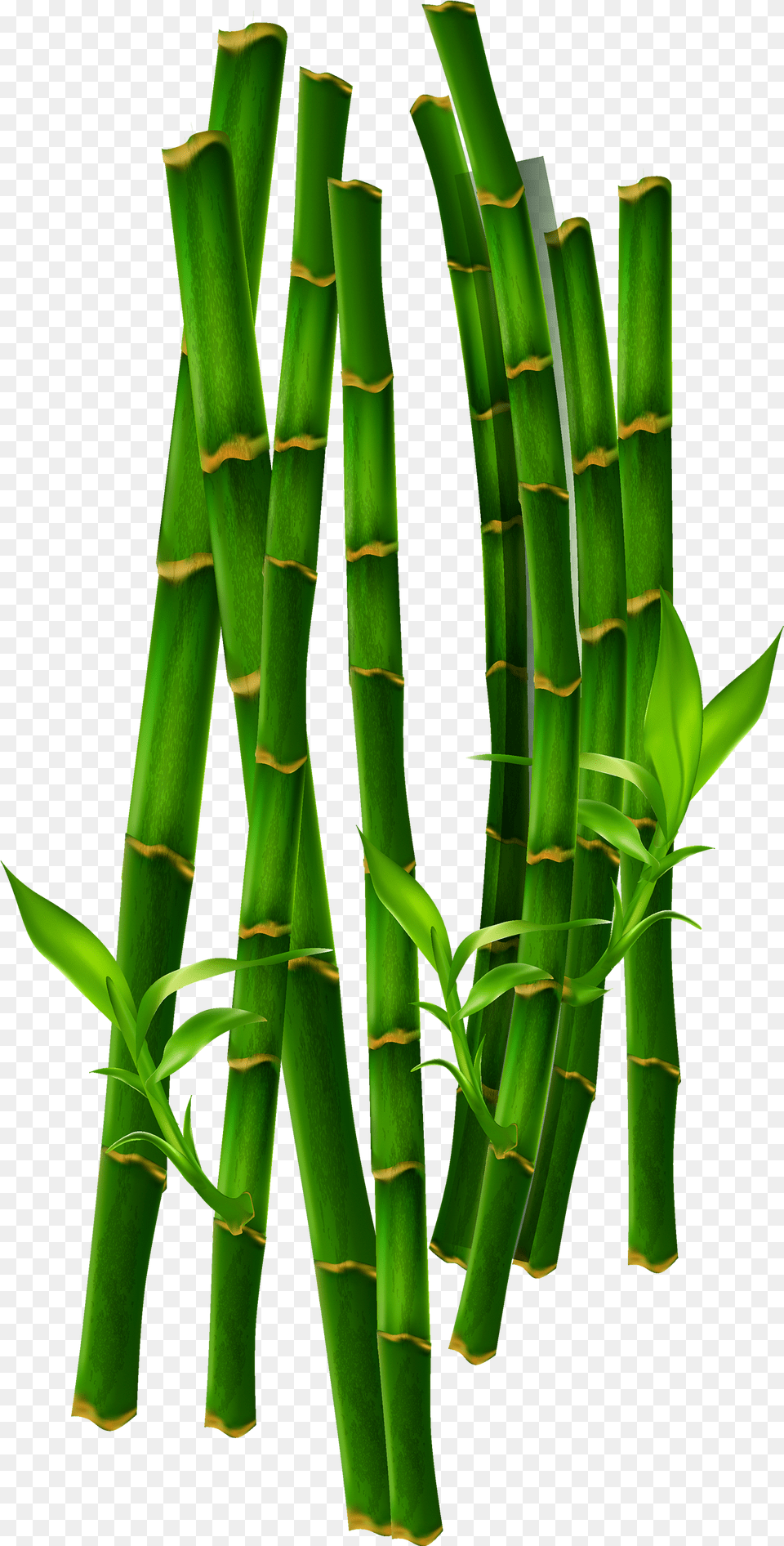 Bambus Transparent, Plant, Bamboo, Candle Free Png Download