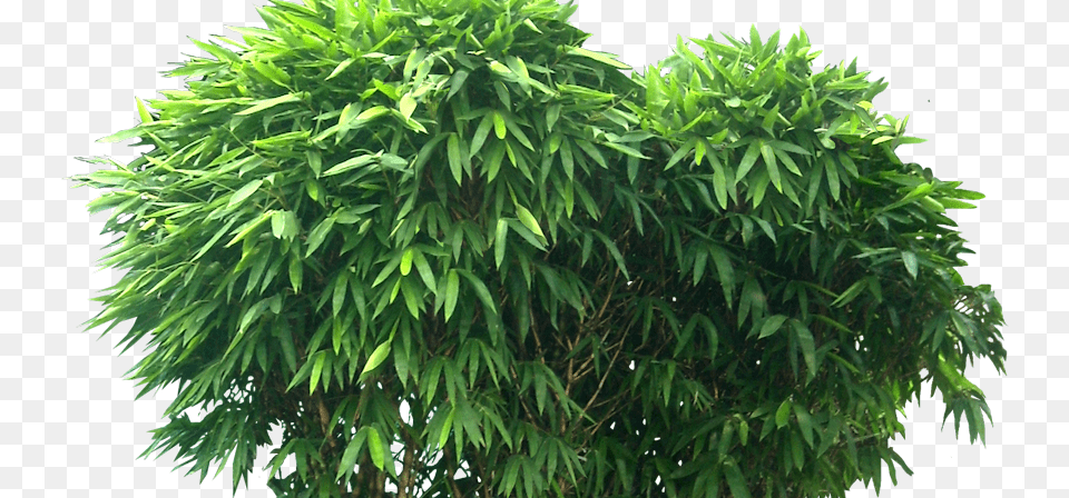 Bambusa Ventricosa Bonsai, Plant, Tree, Vegetation, Green Free Png Download