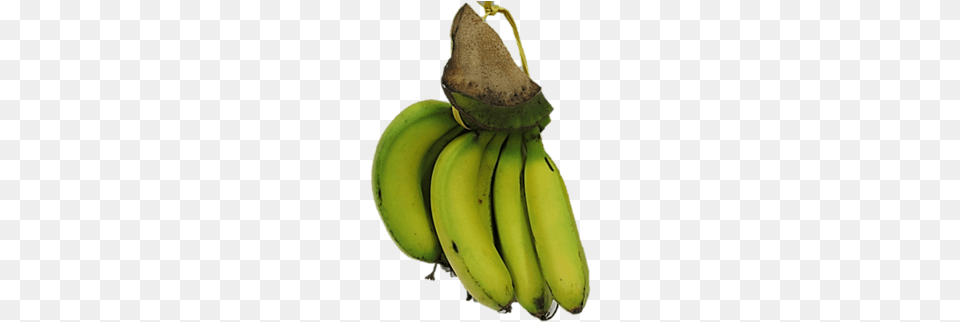 Banana, Food, Fruit, Plant, Produce Free Png