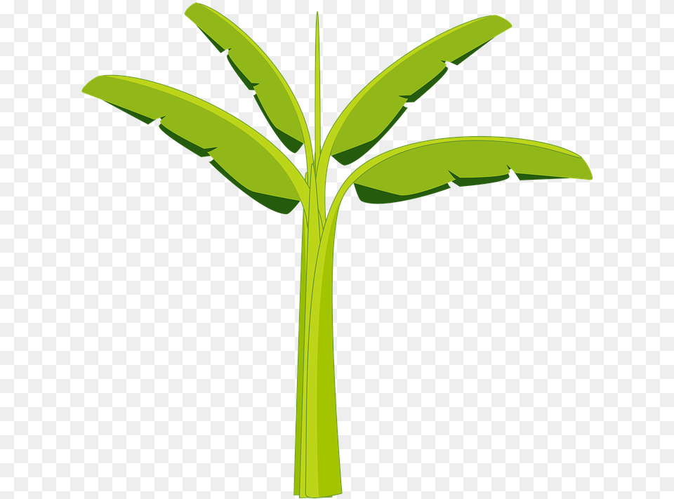 Banana Clipart Banana Tree Banana Tree Plant Banana Tree Clip Art, Green, Leaf Png