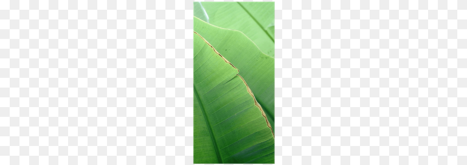 Banana Leaf, Plant, Green, Nature, Outdoors Free Transparent Png