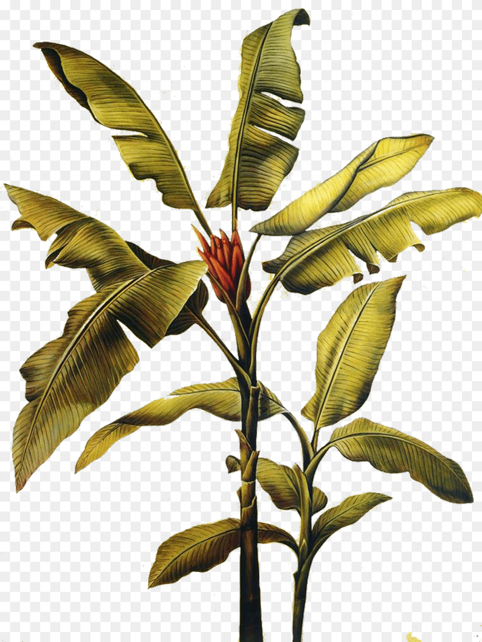 Banana Leaf Art Painting Freetoedit Banana Tree Transparent Background, Plant, Flower, Food, Fruit Free Png Download