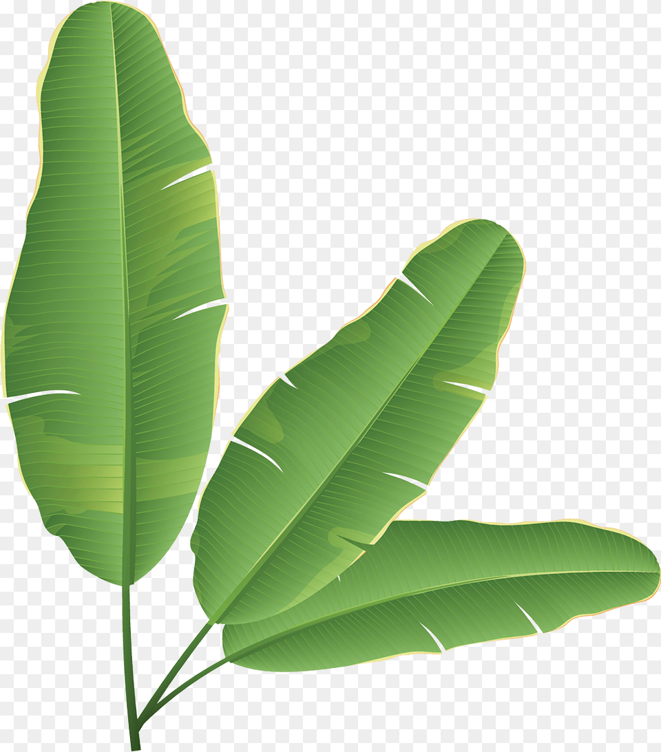 Banana Leaf Banana Bread Clip Art Banana Leaves Clip Art, Plant, Green Png Image