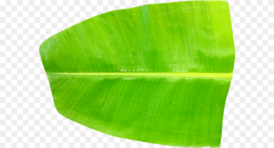 Banana Leaf Banana Leaf Images Hd, Plant Free Transparent Png