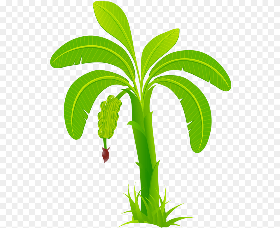 Banana Leaf Banana Tree Image, Produce, Plant, Herbs, Herbal Free Png