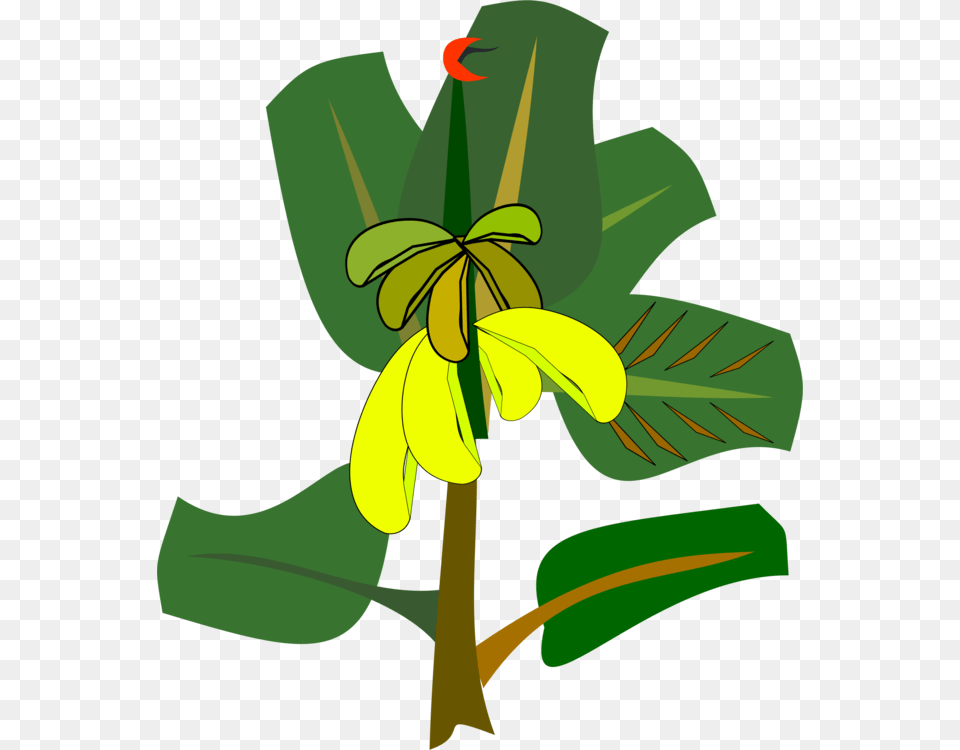 Banana Leaf Drawing Cartoon, Flower, Plant, Green, Vegetation Png