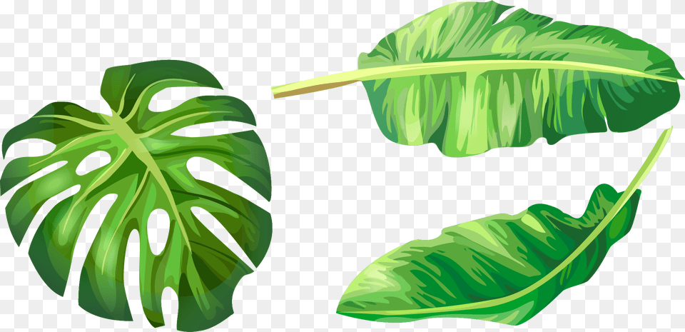 Banana Leaf Euclidean Vector Illustration Banana Leaf Clip Art, Green, Plant, Vegetation, Land Png Image