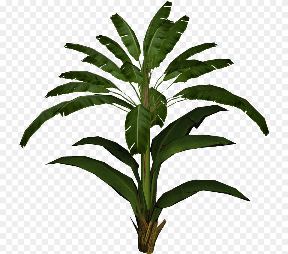 Banana Leaf Palm Banana Leaf Plant Full Palm Tree, Flower Png Image