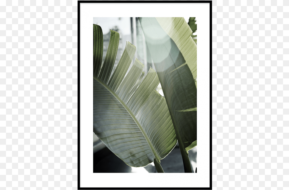 Banana Leaves, Flare, Leaf, Light, Plant Png Image