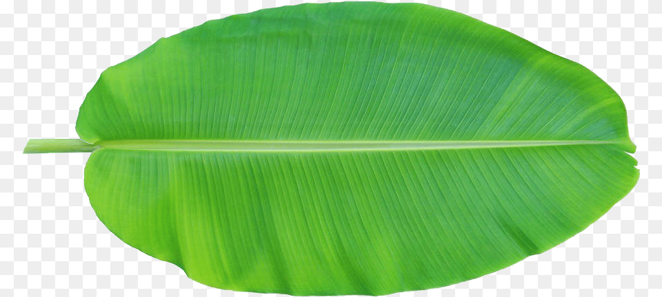 Banana Leaves Banana Leaf Clip Art, Green, Plant Png Image