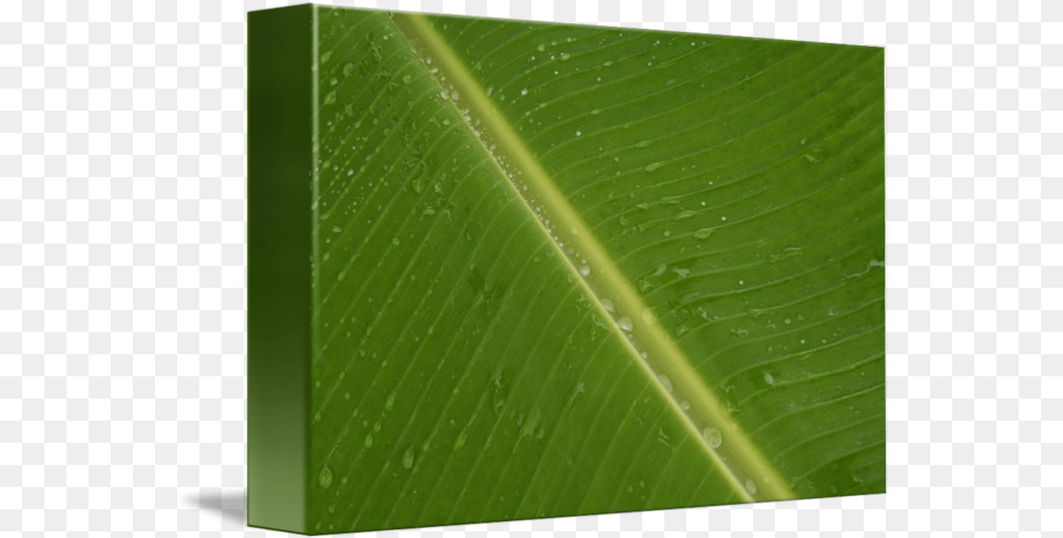 Banana Leaves By Asif Abdhullah Vertical, Green, Leaf, Plant Free Png