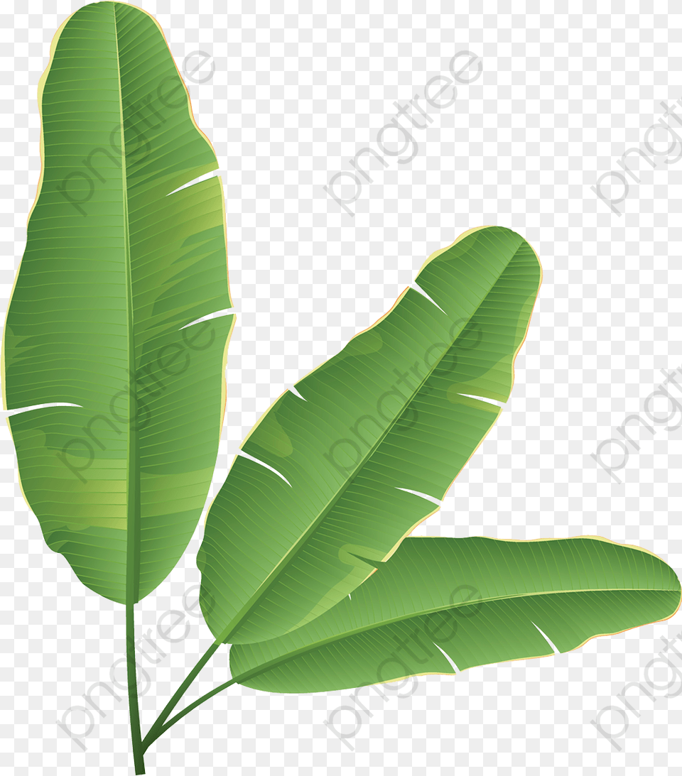 Banana Leaves Clipart Banana Leaf, Plant, Vegetation Png
