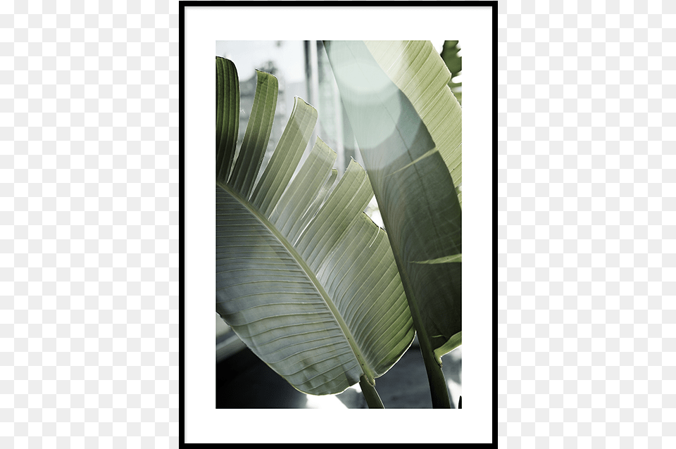 Banana Leaves Leaf, Plant, Sunlight, Flare, Light Png Image