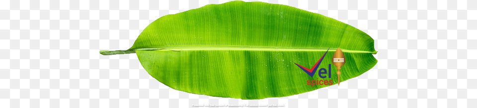 Banana Leaves Pcs Banana Leaves, Leaf, Plant, Nature, Outdoors Free Png Download