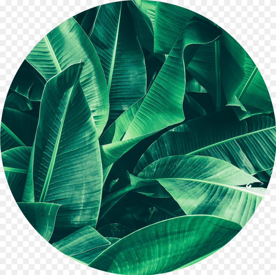 Banana Leaves Texture Background, Green, Leaf, Plant, Sphere Png