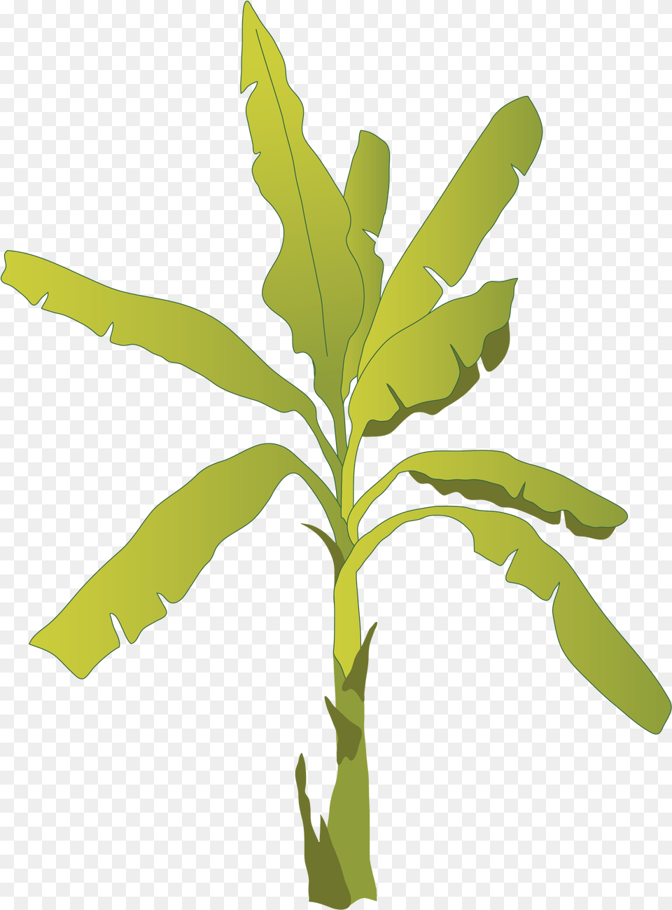 Banana Plants Banana Tree With Fruit, Leaf, Plant, Food, Produce Free Transparent Png