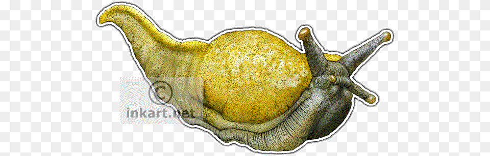 Banana Slug Decal Banana Slug Rectangle Magnet, Animal, Invertebrate Free Transparent Png