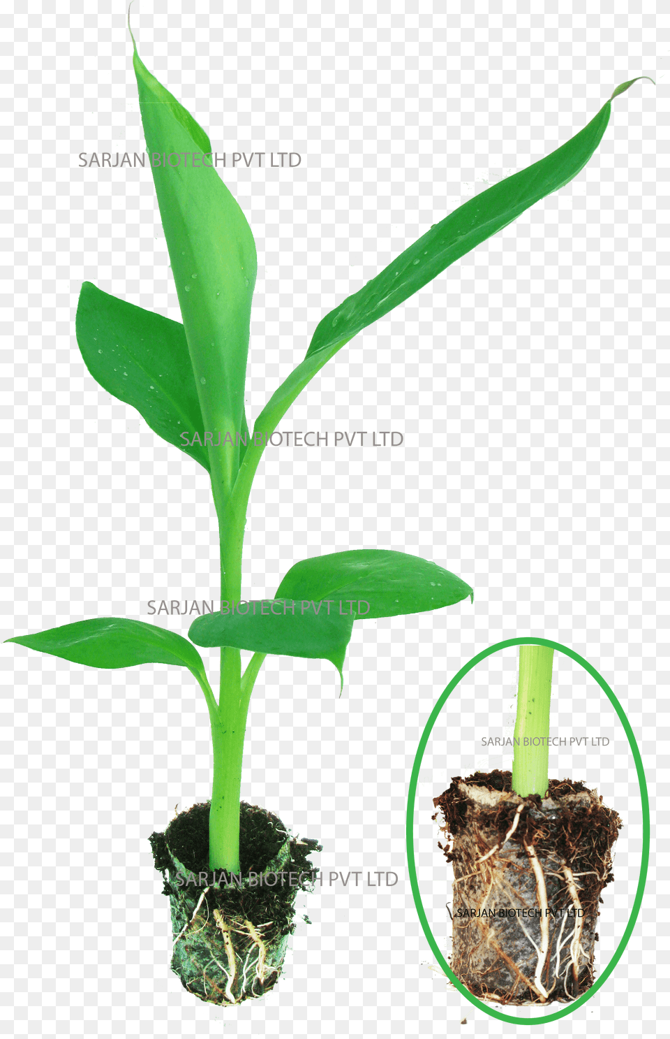 Banana Tissue Culture Plant, Soil, Leaf, Sprout Free Png Download
