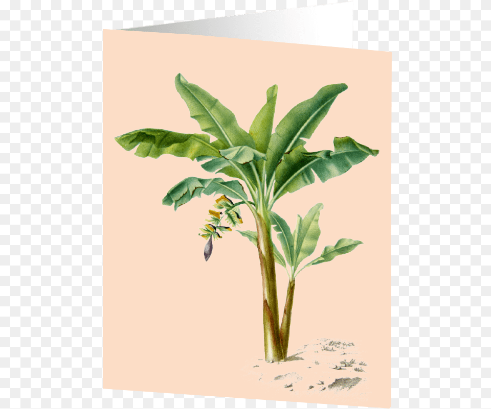 Banana Tree, Food, Fruit, Leaf, Plant Free Png