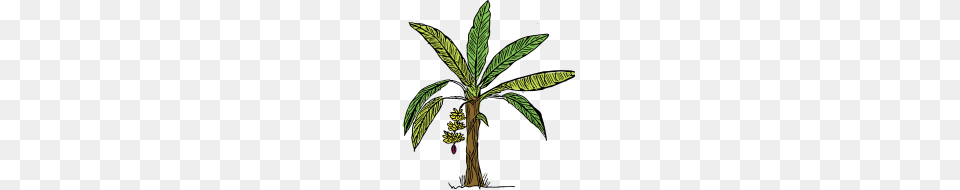 Banana Tree, Vegetation, Plant, Palm Tree, Leaf Png Image
