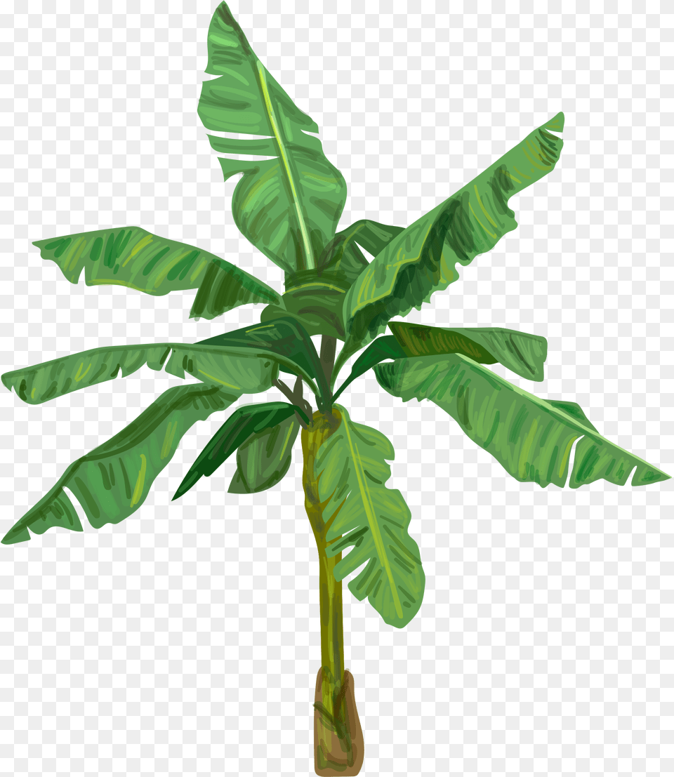 Banana Tree, Leaf, Plant, Food, Fruit Png Image