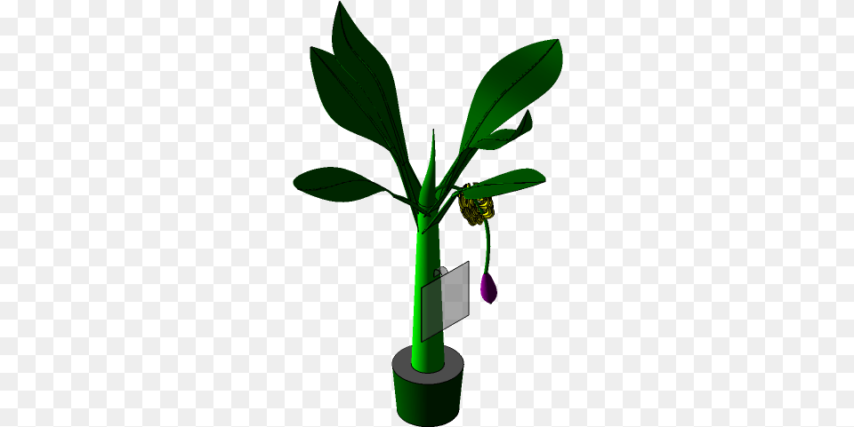Banana Tree 3d Cad Model Library Grabcad Illustration, Plant, Leaf, Green, Bud Free Png