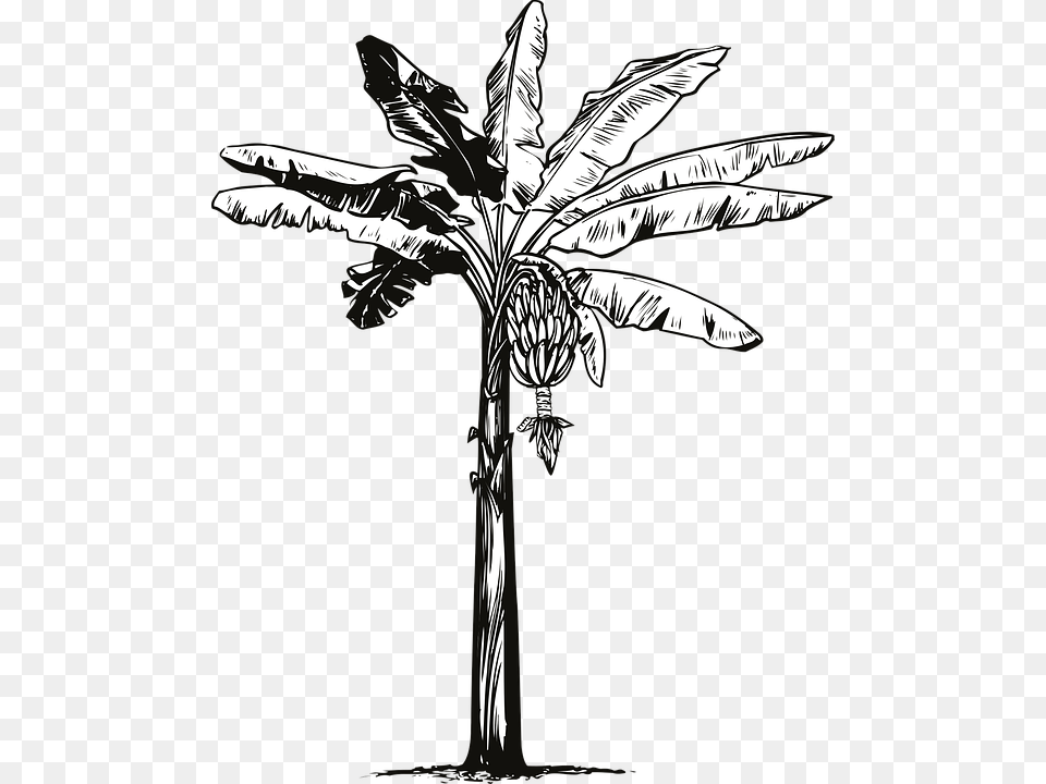 Banana Tree Banana Fruit Banana Tree Hand Drawn Sketch, Animal, Reptile, Produce, Plant Free Transparent Png