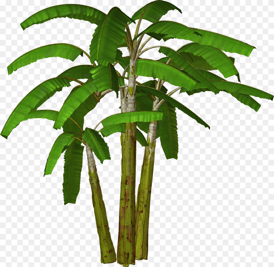 Banana Tree Banana Tree Clipart, Plant, Leaf, Palm Tree, Food Png Image