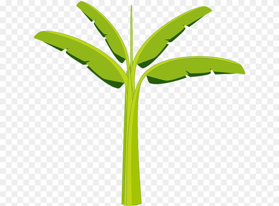 Banana Tree Banana Tree Plant Agriculture Botany Mata De Platano Dibujo, Green, Leaf Png Image