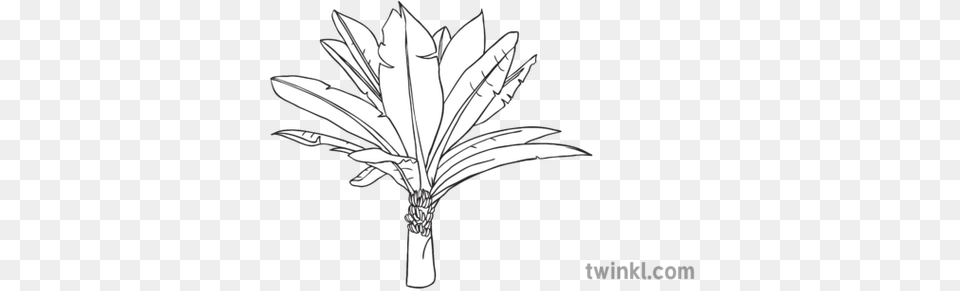 Banana Tree Black And White Hand On Floor Side, Art, Leaf, Plant, Drawing Png