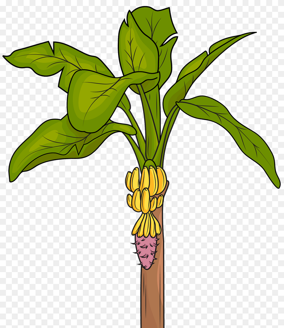 Banana Tree Clipart, Food, Fruit, Plant, Produce Png