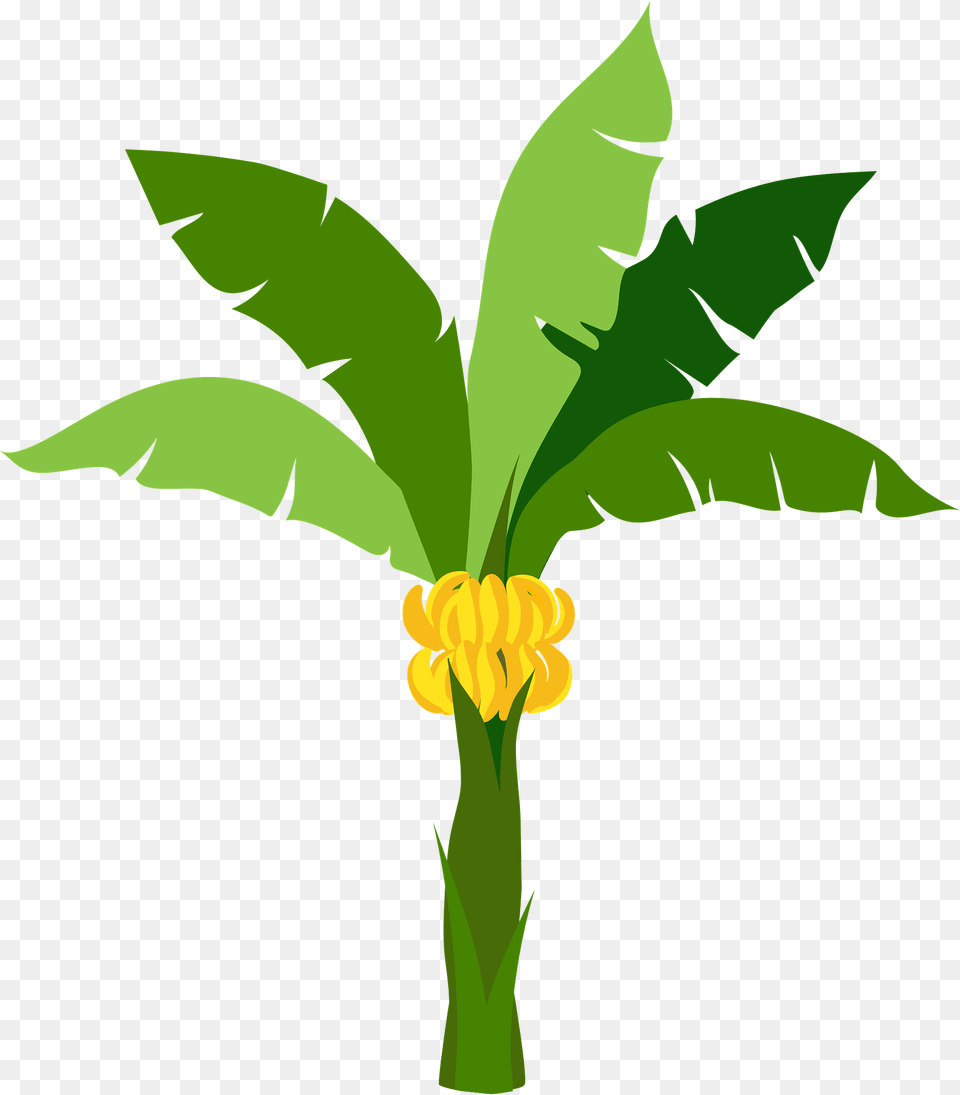 Banana Tree Clipart, Flower, Plant, Petal, Leaf Free Png