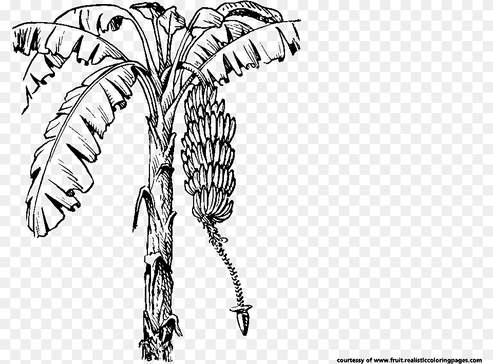 Banana Tree Clipart Black And White Download Coloring Pictures Of Coconut Tree, Gray Free Transparent Png